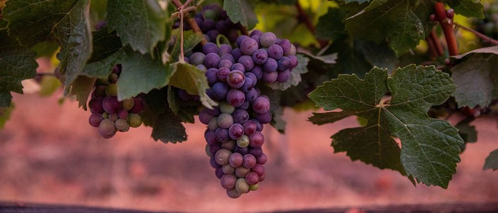 A bunch of grapes hanging on the vine at Peake Ranch Winery in Santa Barbara County, California