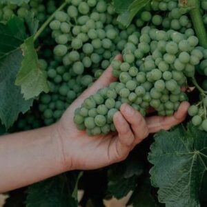 hand holding grapes on vine