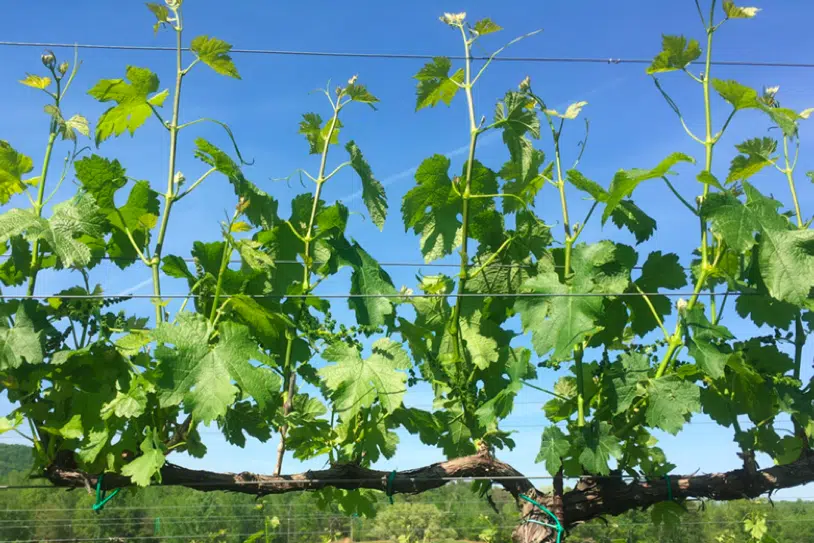 grapevine shoots